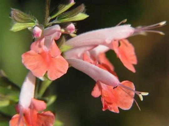 Coral Nymph Sage - Scarlet Sage Salvia Coccinea Plant - 1 qt pot