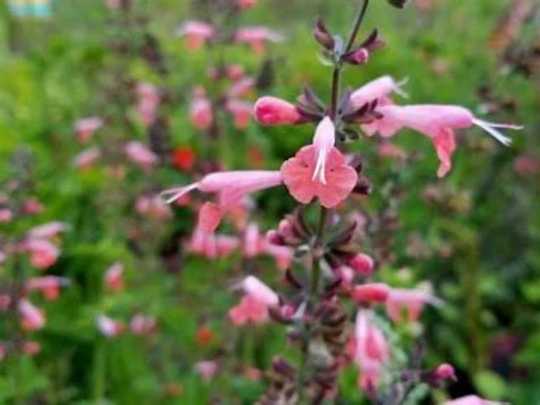 Coral Nymph Sage - Scarlet Sage Salvia Coccinea Plant - 1 qt pot