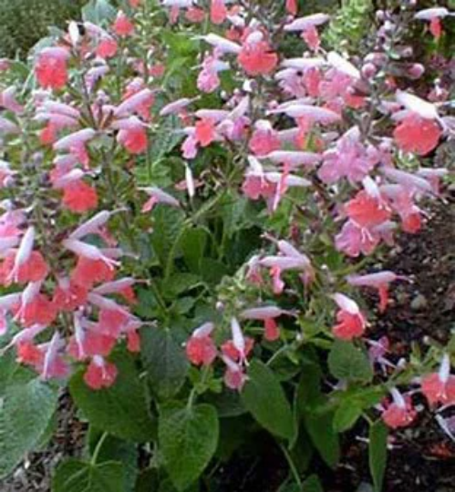 Coral Nymph Sage - Scarlet Sage Salvia Coccinea Plant - 1 qt pot