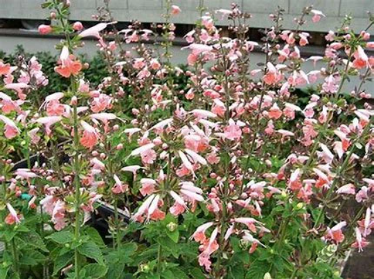 Coral Nymph Sage - Scarlet Sage Salvia Coccinea Plant - 1 qt pot