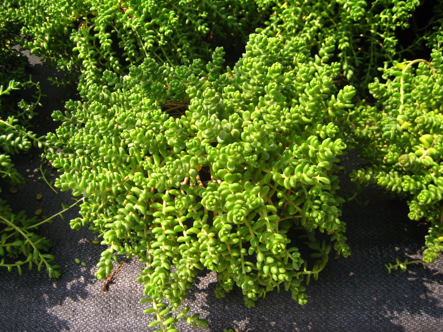 Sedum Album 'Athoum' Stonecrop, 4" Pot Live Plant