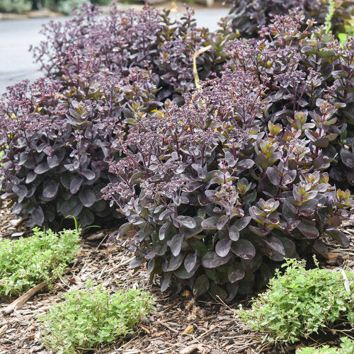 Back in Black Stonecrop Sedum Succulent from the Rock 'N Grow® Collection- 1 Gallon Pot Live Plant