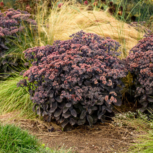 Back in Black Stonecrop Sedum Succulent from the Rock 'N Grow® Collection- 1 Gallon Pot Live Plant