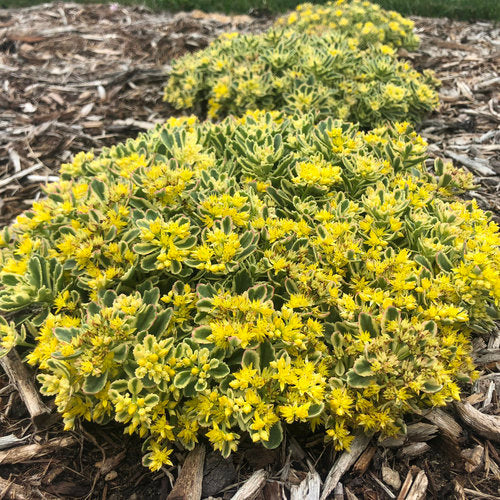 Boogie Woogie Stonecrop Sedum Succulent Plant by Rock 'N Low® Hybrid Stonecrop 1 Quart