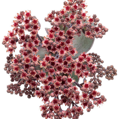 Back in Black Succulent - Stonecrop Sedum Succulent Plant from the Rock 'N Grow® Collection- - 1 gallon pot