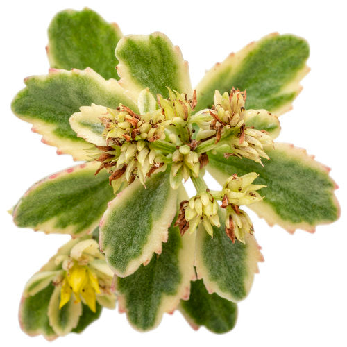 Boogie Woogie Stonecrop Sedum Succulent Plant by Rock 'N Low® Hybrid Stonecrop 1 Quart