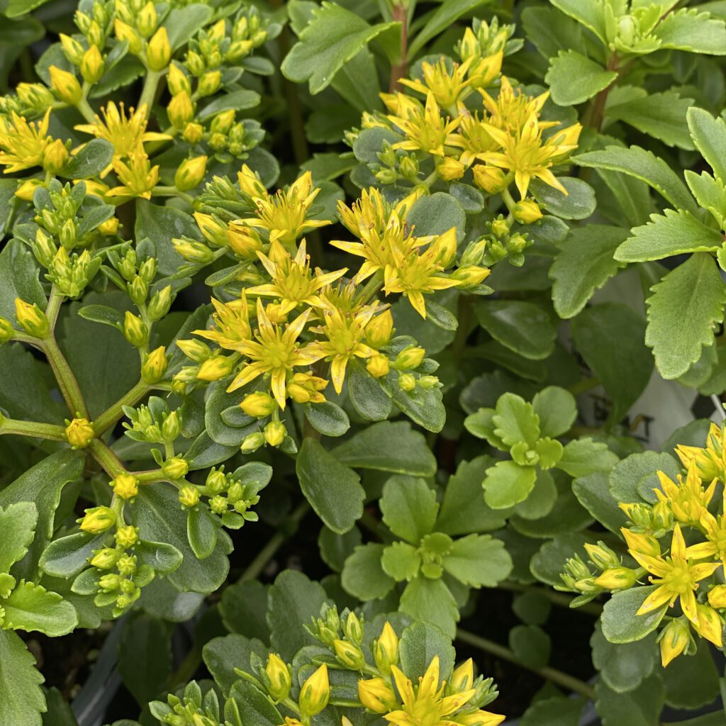 Bright Idea Succulent - Stonecrop Sedum Plant from Rock 'N Round® Collection by Proven Winners - 1 quart pot