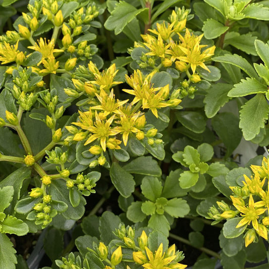 Bright Idea Succulent - Stonecrop Sedum Plant from Rock 'N Round® Collection by Proven Winners - 1 quart pot