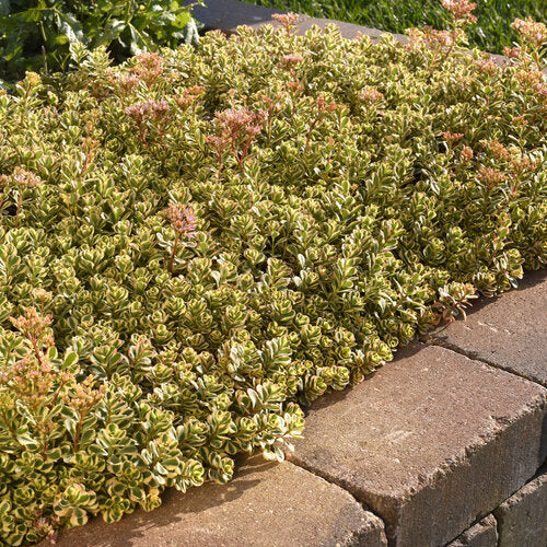 Sedum 'What A Doozie' Stonecrop, 4" Pot Live Plant