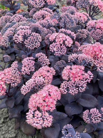 Sapphire Succulent Stonecrop Sedum Plant by Mojave Jewels™  - 1 Gallon Pot