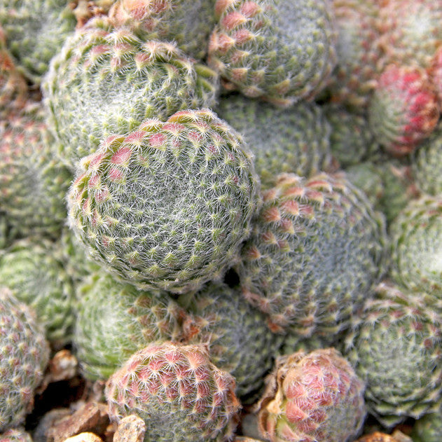 Sempervivum 'Borisii' Hens & Chicks, 4" Pot Live Plant