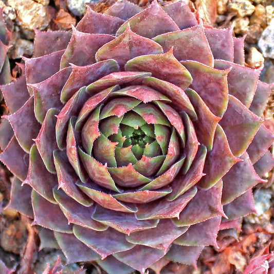 Sempervivum 'Compte de Congae' Hens & Chicks, 4" Pot Live Plant