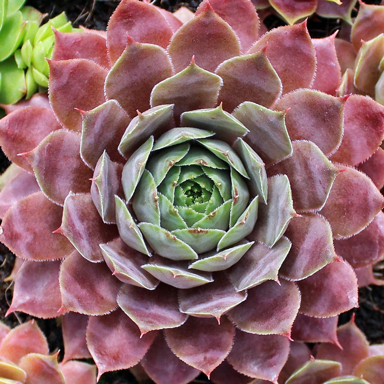 Sempervivum 'Compte de Congae' Hens & Chicks, 4" Pot Live Plant