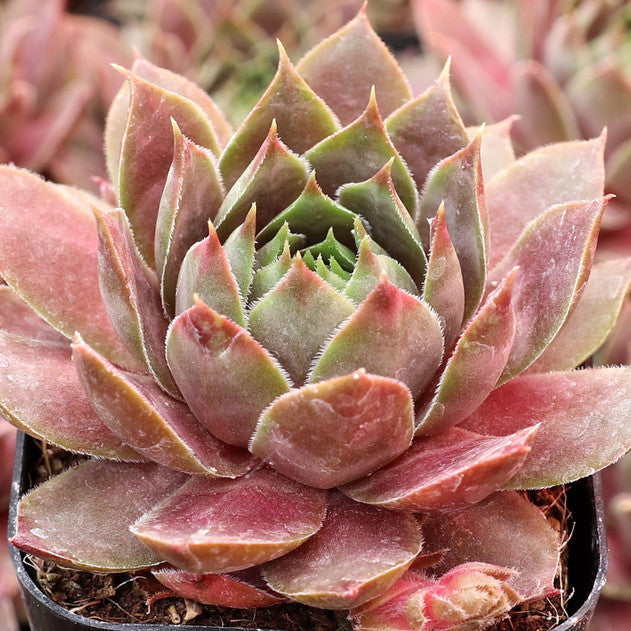 Sempervivum 'Peggy' Hens & Chicks, 4" Pot Live Plant