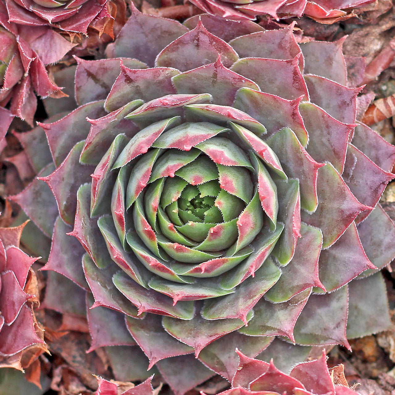 "Magnificum" Succulent Purple Hen & Chicks Sempervivum Plant 4" Pot