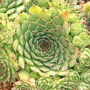 Sempervivum calcareum 'Mrs. Giuseppi' Hens & Chicks – 4-Inch Pot