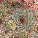 Sempervivum calcareum 'Mrs. Giuseppi' Hens & Chicks – 4-Inch Pot