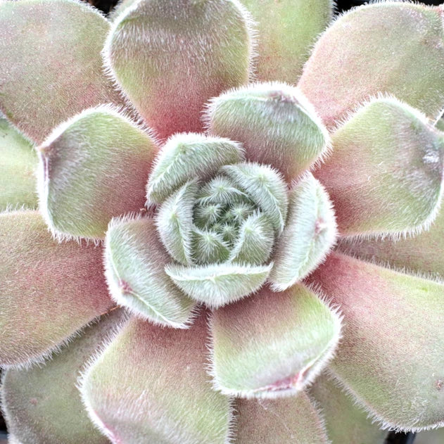 Sempervivum 'Neptune' (Skrocki)
