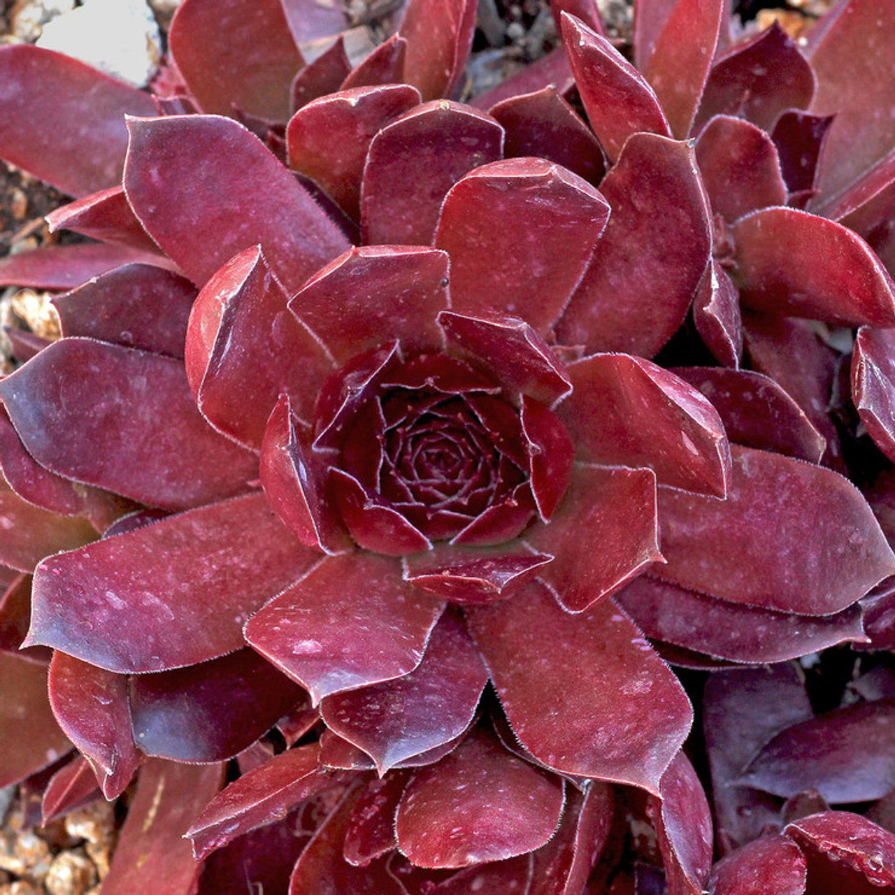 Sempervivum 'Pacific Devil's Food' Chicks & Hens, 4" Pot Live Plant