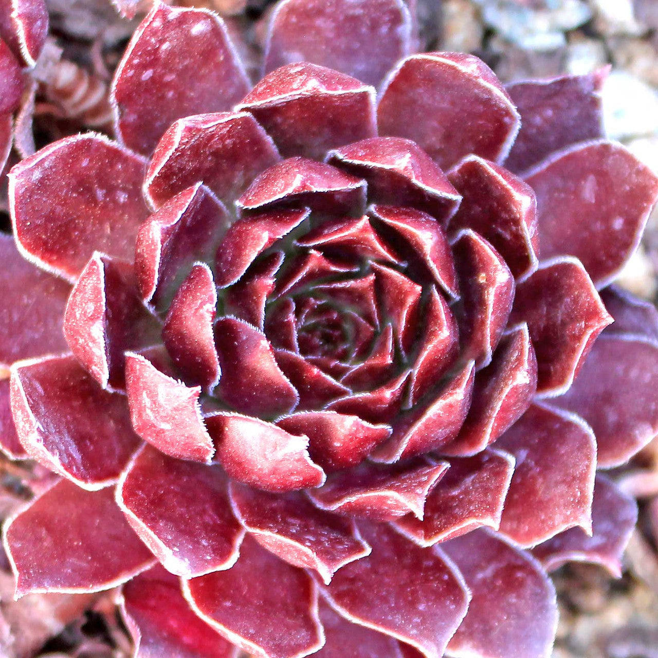 Sempervivum 'Pacific Devil's Food' Chicks & Hens, 4" Pot Live Plant