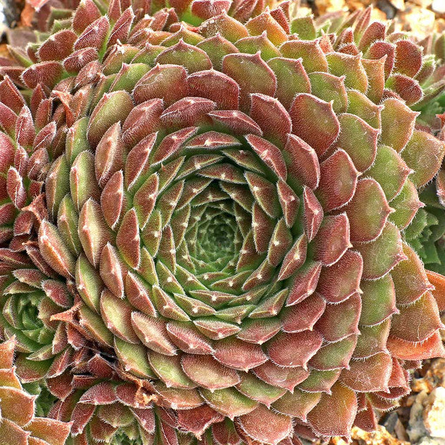 PACIFIC RED TIDE Succulent Chicks & Hens Plant Live Sempervivum Plant 4" Pot