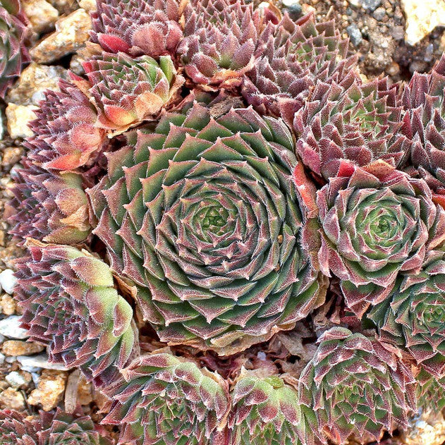 PACIFIC RED TIDE Succulent Chicks & Hens Plant Live Sempervivum Plant 4" Pot