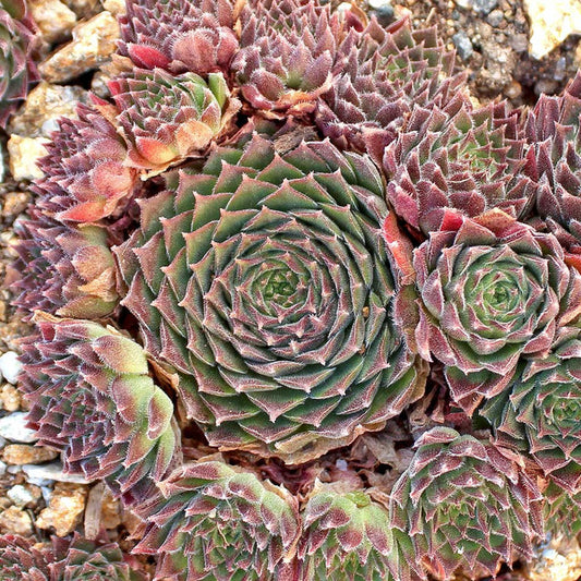 Sempervivum 'Pacific Red Tide' Chicks & Hens, 4" Pot Live Plant