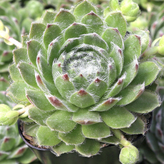 Chick Charms 'Powdered Pastry' Hens & Chicks, 4" Pot Live Plant