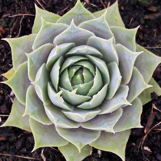 Sempervivum 'Silverine' Chicks & Hens, 4" Pot Live Plant