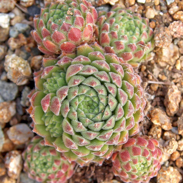 "Wendy" Succulent Hen and Chicks Sempervivum Plant - 4" Pot