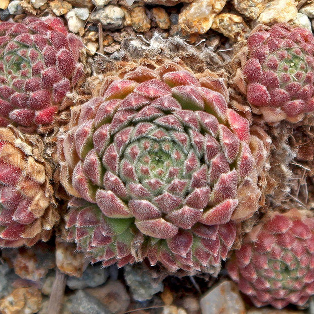 "Wendy" Succulent Hen and Chicks Sempervivum Plant - 4" Pot