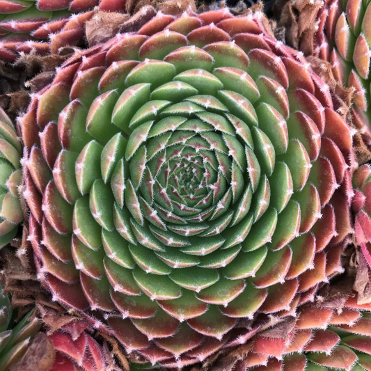 Sempervivum 'Hester' Hens and Chicks, 4" Pot Live Pot