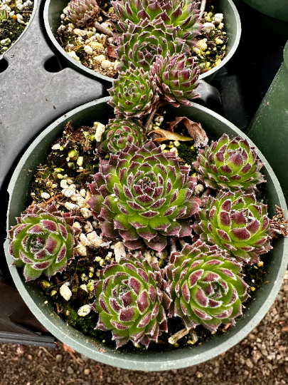 chicks succulent hens and chicks round pot cost 4 pot Sempervivum 'Hester' Hens and Chicks, 4" Pot Live Pot