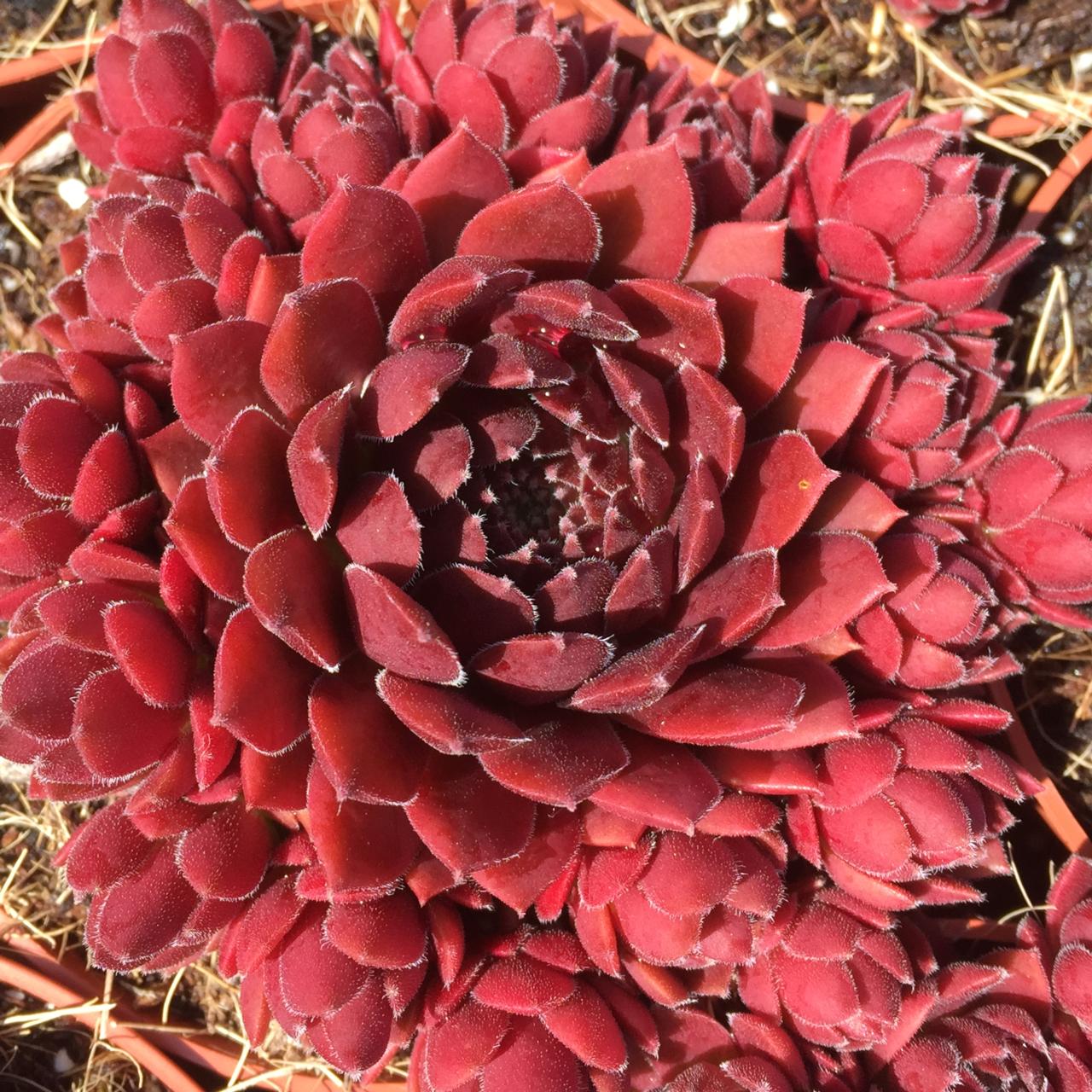 Sempervivum Colorockz 'Coral Red' Hens & Chicks, 4" Pot Live Plant