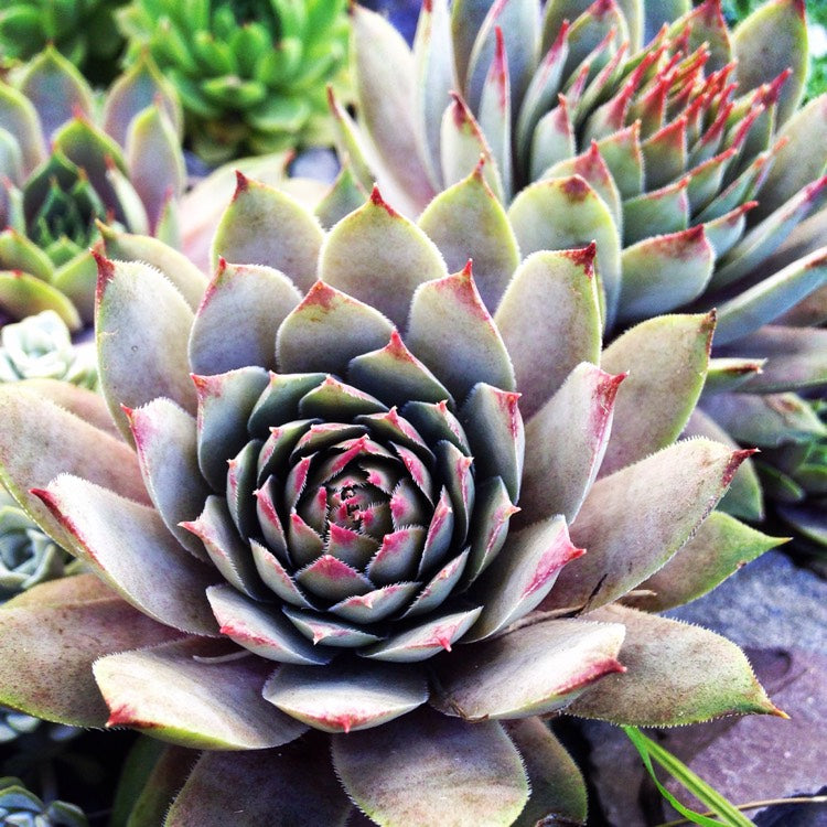 Lilac Time Succulent - Hens & Chicks Houseleek Sempervivum Plant - 4 inch pot