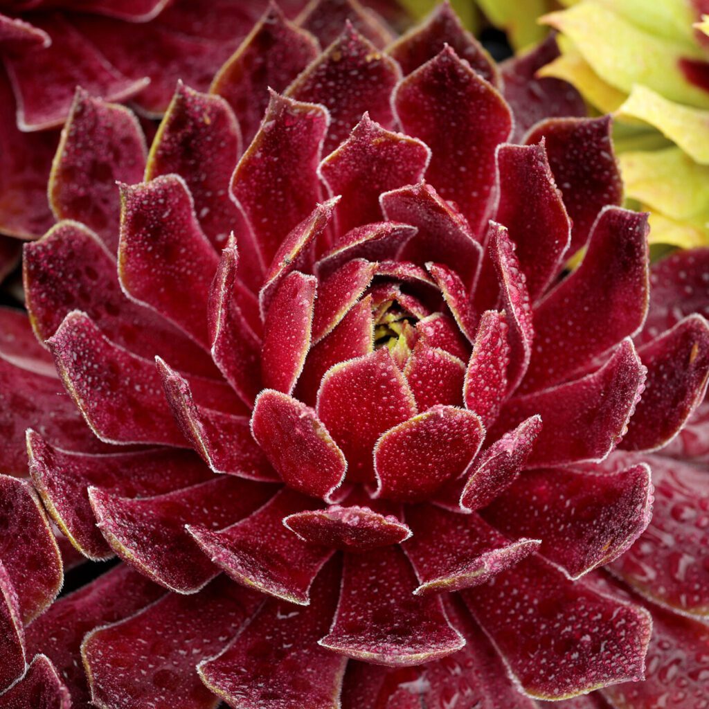 Candied Apple Succulent - Hens & Chicks Houseleek Plant by Chick Charms® - 4 inch pot