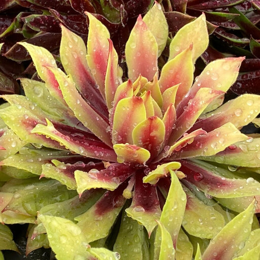 Lemon Waves Succulent - Hens & Chicks Houseleek Sempervivum Plant by Chick Charms® - 4 inch pot