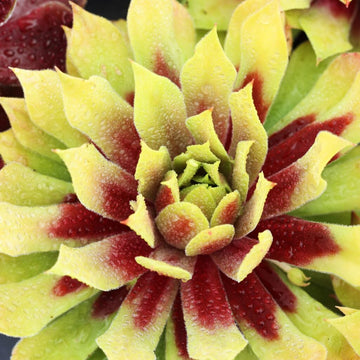 Lemon Waves Succulent - Hens & Chicks Houseleek Sempervivum Plant by Chick Charms® - 4 inch pot