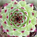 Sempervivum calcareum 'Mrs. Giuseppi' Hens & Chicks – 4-Inch Pot