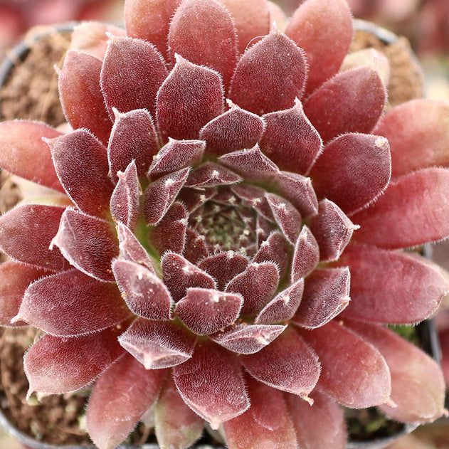 PACIFIC RED TIDE Succulent Chicks & Hens Plant Live Sempervivum Plant 4" Pot