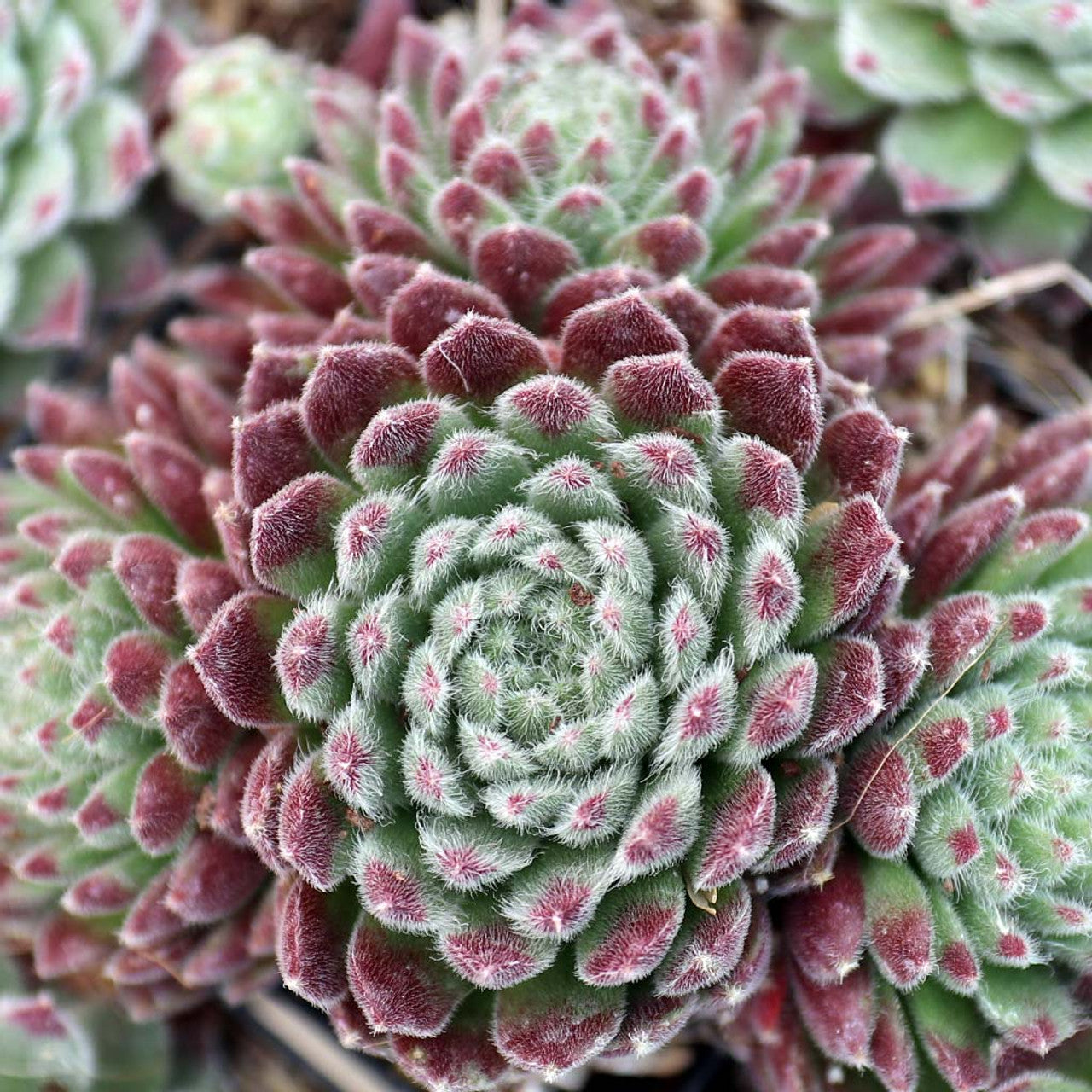 Sempervivum 'Pacific Plum Fuzzy' Chicks & Hens, 4" Pot Live Plant