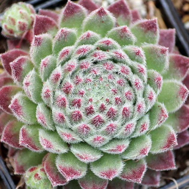 "Wendy" Succulent Hen and Chicks Sempervivum Plant - 4" Pot