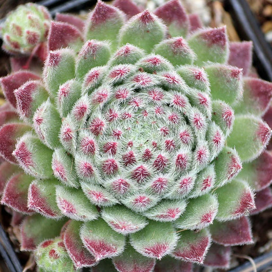 Sempervivum 'Wendy' Hens & Chicks, 4" Pot Live Plant