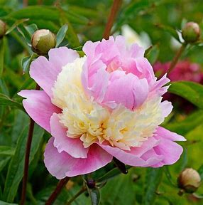 Sorbet Peony Plant - 1.5 gallon pot