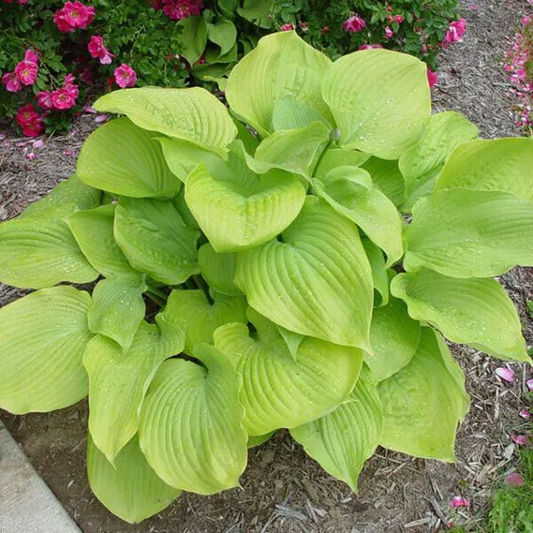 Plantain Lily Sum and Substance Hosta Plant - 1 gallon pot