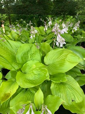 Plantain Lily Sum and Substance Hosta Plant - 1 gallon pot