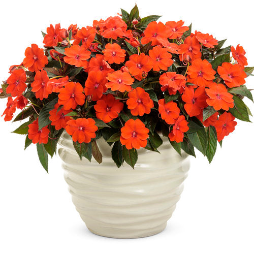 Compact Tropical Rose Plant from SunPatiens® Collection by Proven Winners™ - 1 quart pot