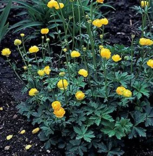 Superbus Yellow Globe Flower - Trollius Europaeus Plant - 1 gallon pot