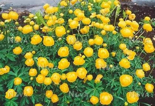 Superbus Yellow Globe Flower - Trollius Europaeus Plant - 1 gallon pot