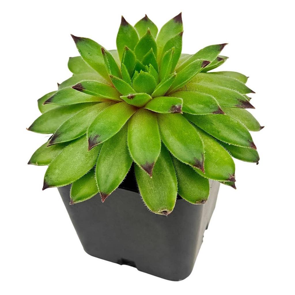 SuperSemps® Emerald | Hardy Hens & Chicks Succulent | Petal Pushers Nursery